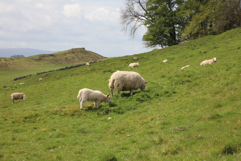 Lambs and Sheep 2022